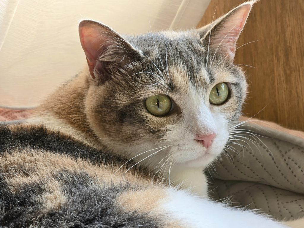 現在の画像に代替テキストがありません。ファイル名: 32997945_m.jpg