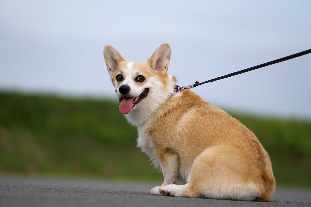 現在の画像に代替テキストがありません。ファイル名: 33305572_m.jpg
